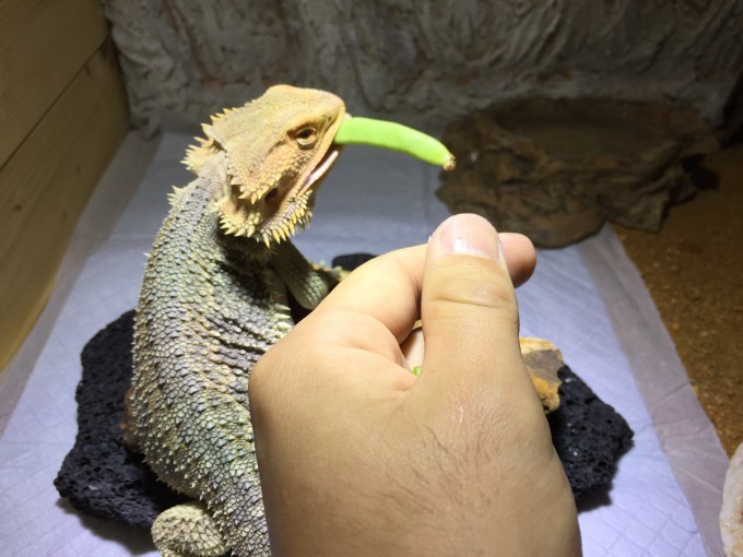 フトアゴヒゲトカゲが好んで食べる野菜と与え方 Hobbyist Garage