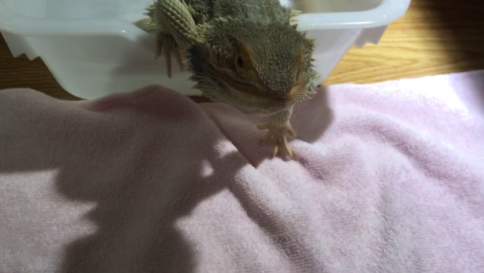 湯船から出てくるフトアゴヒゲトカゲ