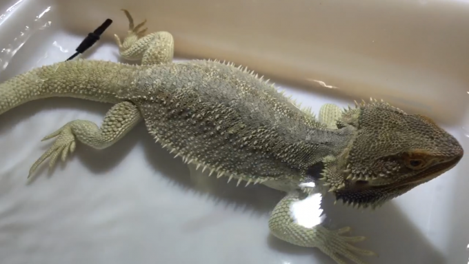 排泄準備をするフトアゴヒゲトカゲ