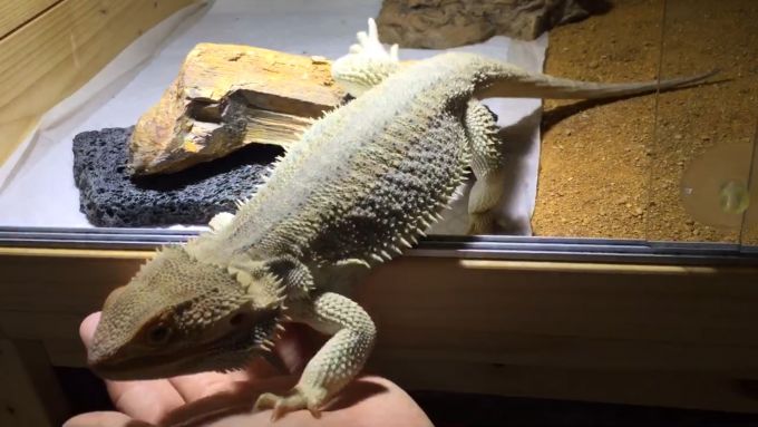 温浴をしたがるフトアゴヒゲトカゲ