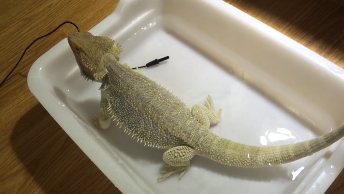 お湯に浸かるフトアゴヒゲトカゲ