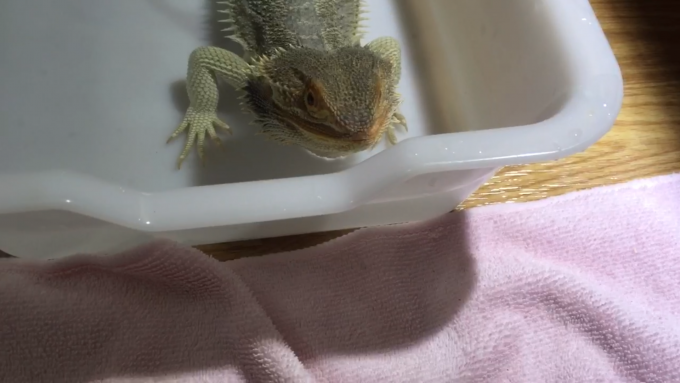 脱糞するフトアゴヒゲトカゲ
