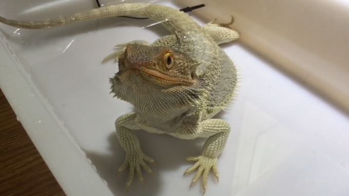 温浴をするフトアゴヒゲトカゲ