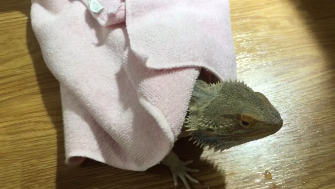 タオルで体を拭くフトアゴヒゲトカゲ