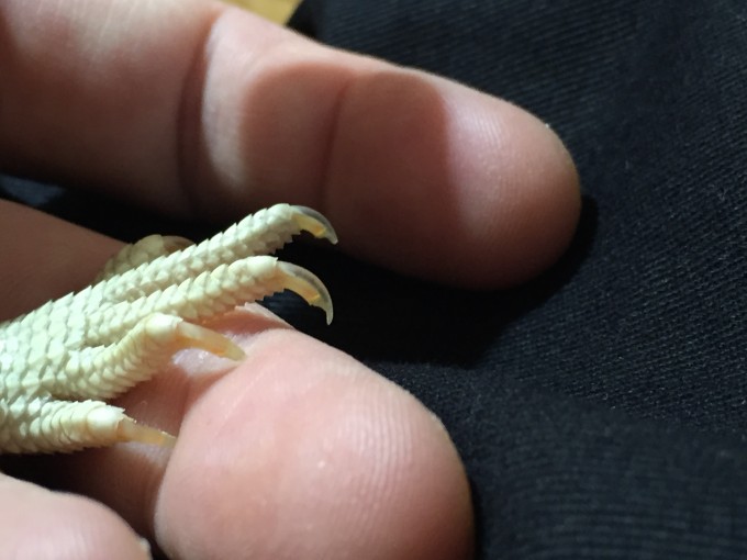 フトアゴヒゲトカゲの爪