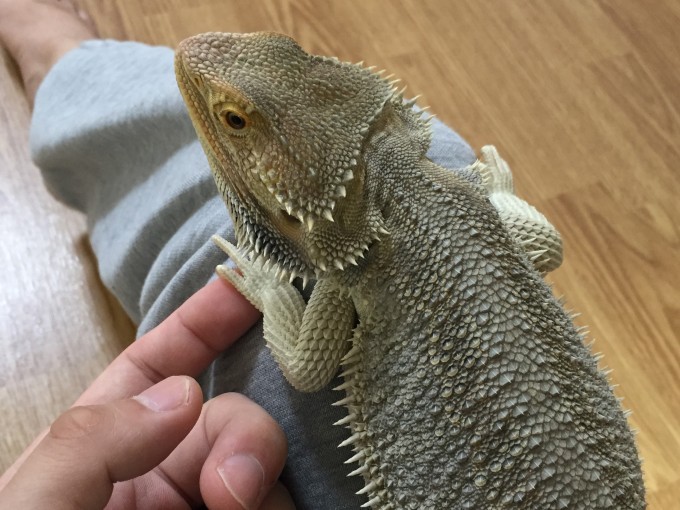 膝に乗るフトアゴ