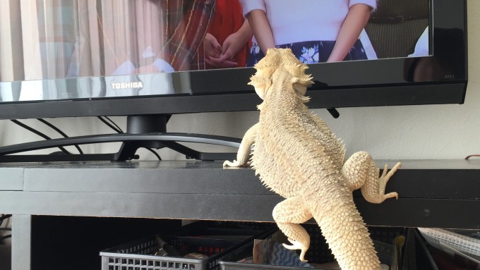 テレビを見るフトアゴ