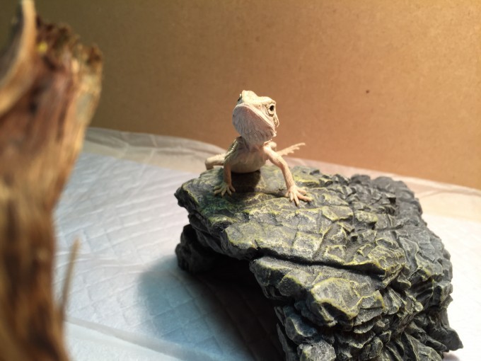 フトアゴヒゲトカゲのベビー