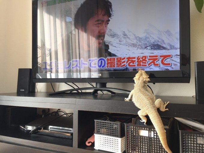 テレビを見るどんぐり氏