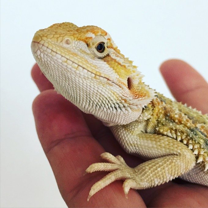 フトアゴヒゲトカゲのきなこさん