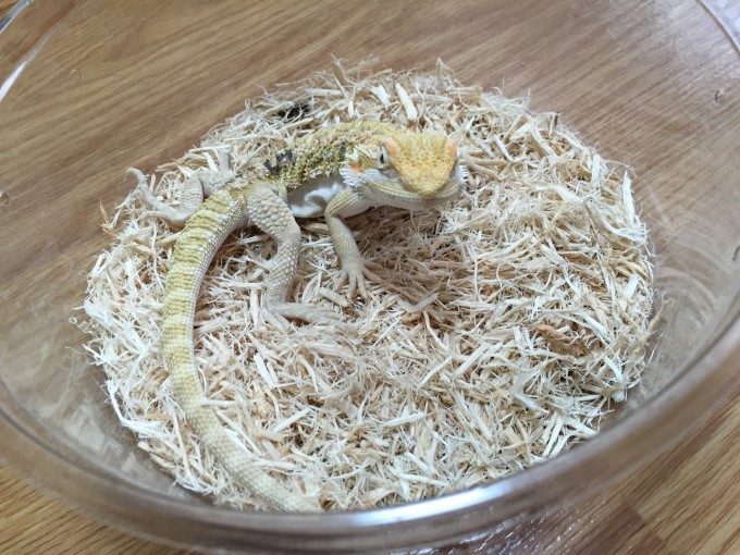 家に来たフトアゴヒゲトカゲのきなこさん