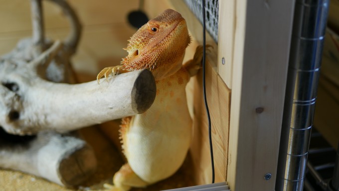 マルタと壁に挟まれるきなこさん