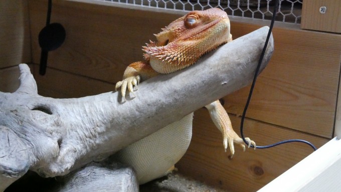 フトアゴヒゲトカゲのきなこ