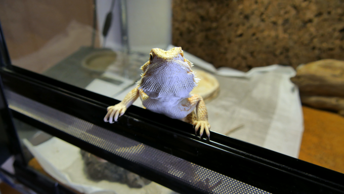 フトアゴヒゲトカゲのハテナ