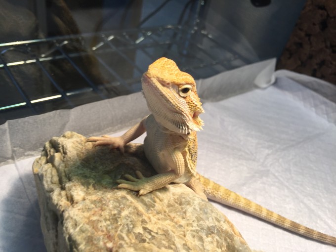 若かりし頃のきなこさん