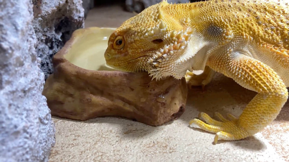 水を飲むフトアゴヒゲトカゲ